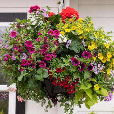 Top 5 plants for hanging baskets