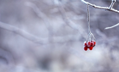 What to do in the garden in December: